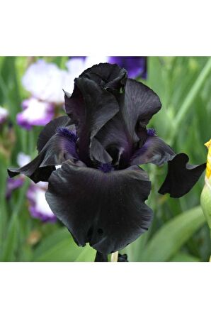 Black Night Iris Süsen(2adet)