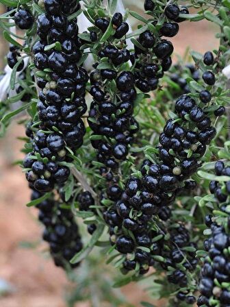 6 adet gojiberry fidanı ( siyah meyve  ) tüplü aşılı 12 ay dikim.