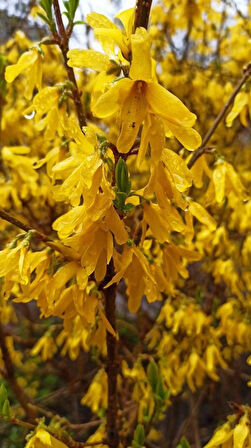 Bodur Altın Çanak Forsythia 'Mini Gold' 1-2 yaş