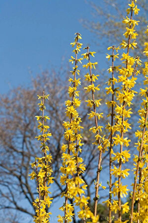 Bodur Altın Çanak Forsythia 'Mini Gold' 1-2 yaş