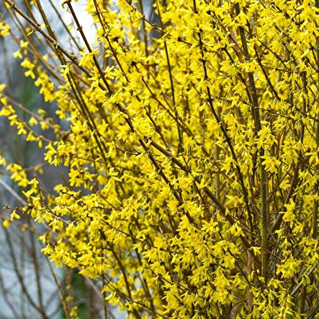 Bodur Altın Çanak Forsythia 'Mini Gold' 1-2 yaş
