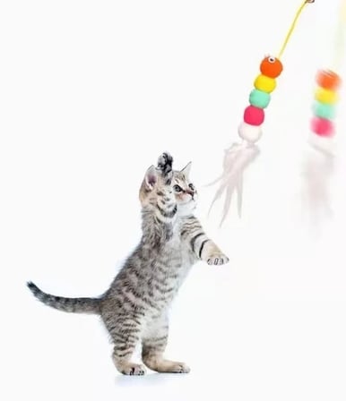 Elastik Kendinden Yapışkanlı Solucan Kedi Oltası (5468)