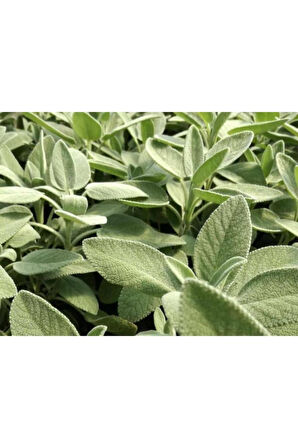 Salvia Culinaria Adaçayı Şalba Fidanı 15-25 Cm 