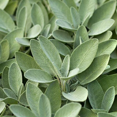 Salvia Culinaria Adaçayı Şalba Fidanı 15-25 Cm 