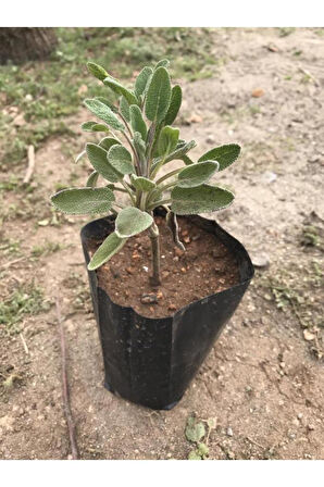 Şalba Adaçayı Fidanı 15-25 Cm Salvia Officinalis