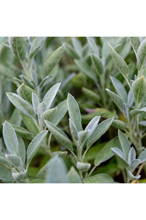 Şalba Adaçayı Fidanı 15-25 Cm Salvia Officinalis