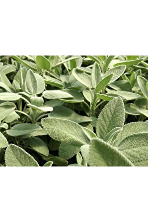Şalba Adaçayı Fidanı 15-25 Cm Salvia Officinalis