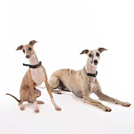 M-Pets Kombi 2in1 Köpek Eğitim Tasması Siyah M 