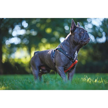 M-Pets Wıld Jungle Köpek Göğüs Tasması M