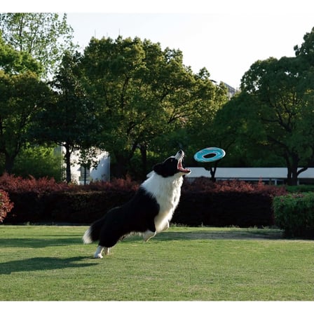 M-Pets Sprintpuff Frizbi Köpek Oyuncağı 24 Cm Yeşil