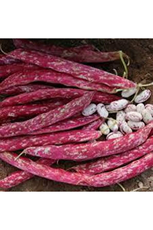 Süper Paket Oturak Barbunya Tohumu 30 adet