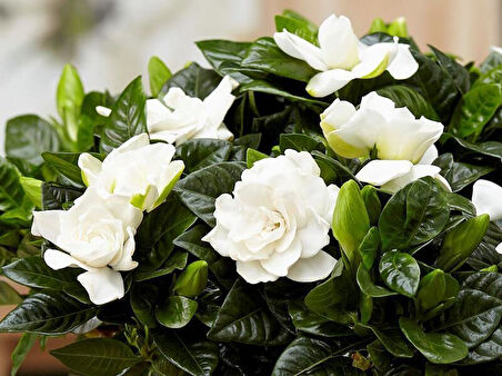Jasminoides Gardenya Çiçeği Fidanı 10-20 cm
