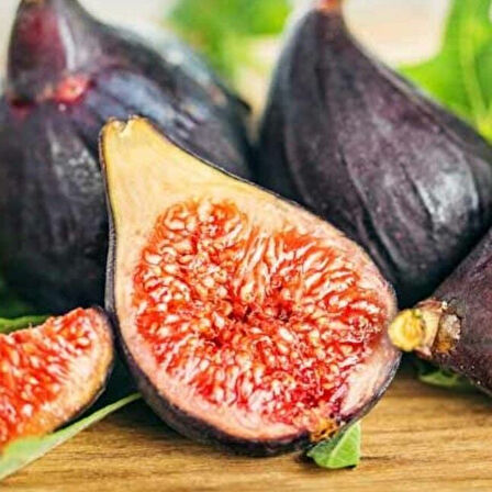 Seneye Meyve Verir Durumda Soğuklara Dayanılı Ficus Carica Ronde de Bordeaux İncir Fidanı Kendine Verimli