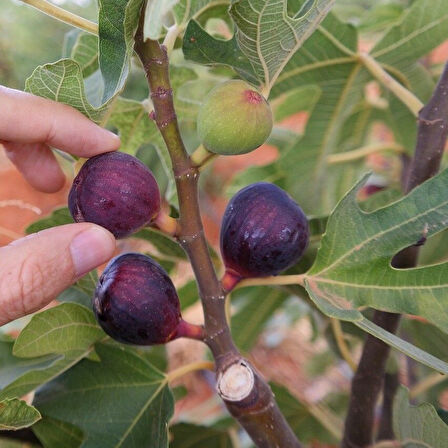 Seneye Meyve Verir Durumda Soğuklara Dayanılı Ficus Carica Ronde de Bordeaux İncir Fidanı Kendine Verimli