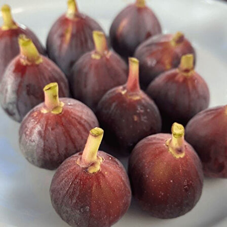 Seneye Meyve Verir Durumda Soğuklara Dayanılı Ficus Carica Ronde de Bordeaux İncir Fidanı Kendine Verimli
