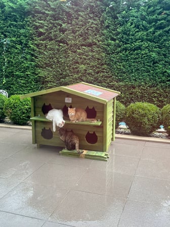 Pati Emlak Ahşap Kedi Evi 6 Yuvalı Pati Emlak Kedi Kulübesi Yeşil