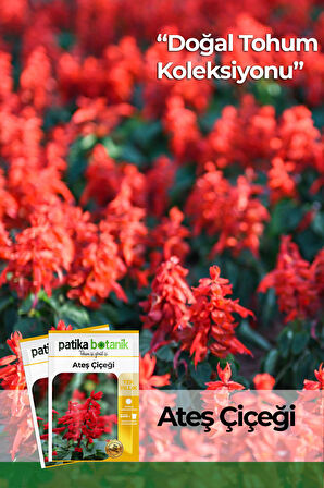 30 Adet Ateş Çiçeği (salvia Splendens) Çiçek Tohumu 