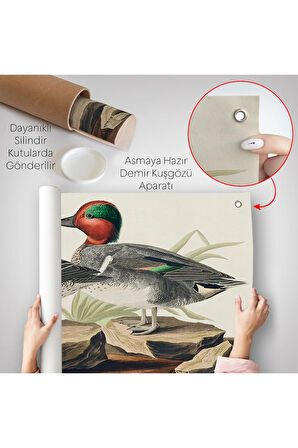 John James Audubon'un 'Birds Of America' Duvar Örtüsü-7011