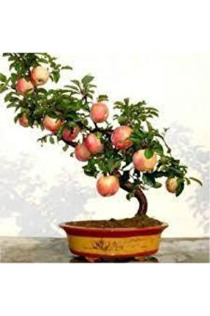 5 Adet Tohum Bodur  Elma Ağacı Tohumu Elma Ağacı Sürpriz Heidye Ağacı Saksı Toprak