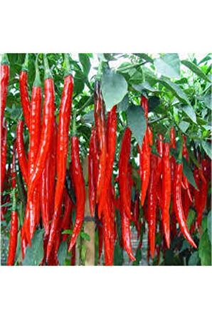 Tohum Süper Paket Şili Biberi Tohumu Çok Acı Chili Biberi Tohumu 160 Adet