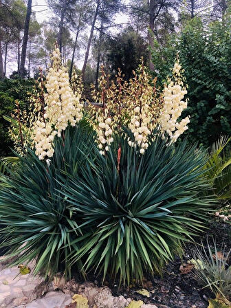 1-2 Yaş Arası Tüplü Avize Çiçeği (Yucca filamentosa) Fidanı - Dekoratif ve Dayanıklı Bitki