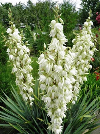 1-2 Yaş Arası Tüplü Avize Çiçeği (Yucca filamentosa) Fidanı - Dekoratif ve Dayanıklı Bitki