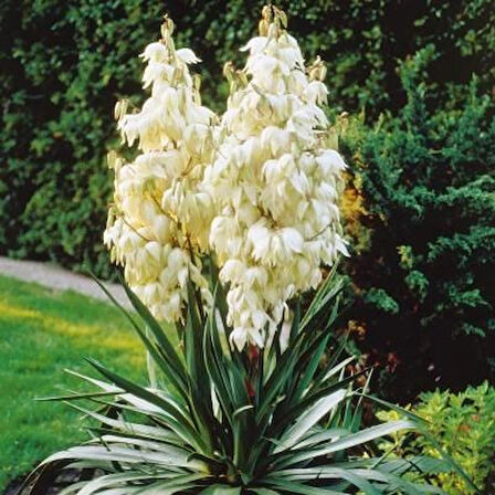 1-2 Yaş Arası Tüplü Avize Çiçeği (Yucca filamentosa) Fidanı - Dekoratif ve Dayanıklı Bitki