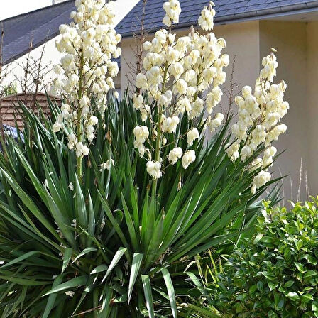 1-2 Yaş Arası Tüplü Avize Çiçeği (Yucca filamentosa) Fidanı - Dekoratif ve Dayanıklı Bitki