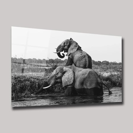 Siyah Beyaz Filler Cam Tablo 35x50 cm