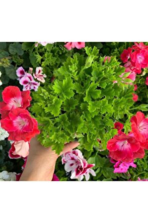 Ceylan Gözü Sardunya Çiçeği Fidanı Açık Pembe 10-20 Cm 