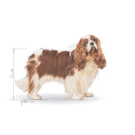 Royal Canin Cavalier King Charles Kuru Köpek Maması 3kg
