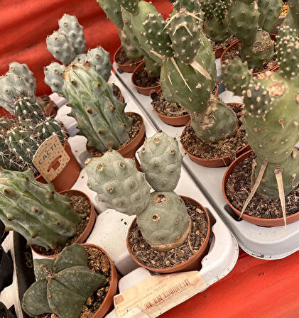 Tephrocactus ithal Özel tür kaktüs 