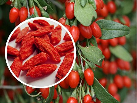 GOJİBERRY MEYVESİ* 25+TOHUM