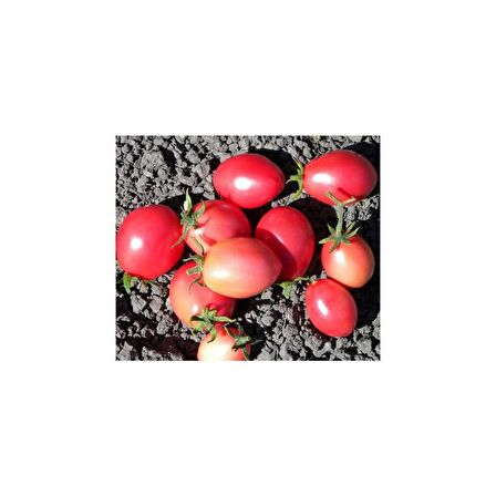 Tohhum Tayland Pembe Domates (Thai Sida Pink) 15 Tohum