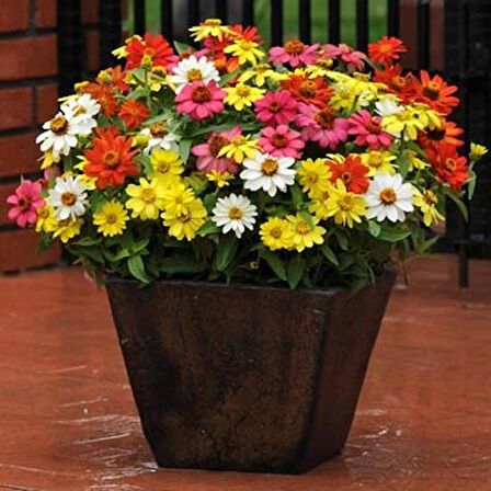 ZİNNİA TOHUMU( zinnia elegans)