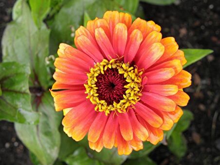 ZİNNİA TOHUMU( zinnia elegans)