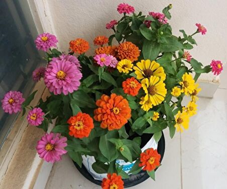 ZİNNİA TOHUMU( zinnia elegans)