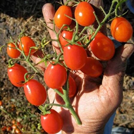 ÜZÜM CHERRY DOMATES 10 TOHUM SAKSI TOPRAK SETİ