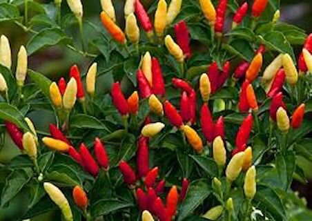 TABASCO ACI BİBER TOHUMU SAKSI TOPRAK SETİ