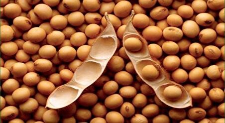 SOYA FASULYESİ TOHUMU