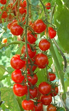SARKAN CHERRY DOMATES (SAKSI TOPRAK SETİ )