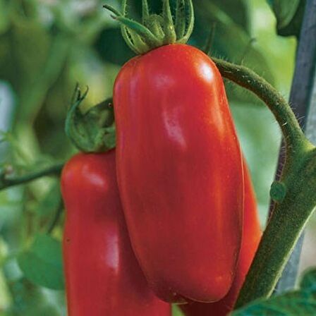 SAN MARZANO DOMATES 25+ TOHUM