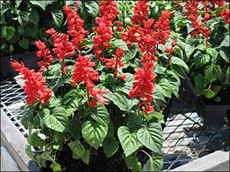 SALVİA RED ATEŞ ÇİÇEĞİ TOHUMU