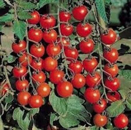 Salkım Cherry Domates Tohumu( Toprak Ve Saksı Seti )