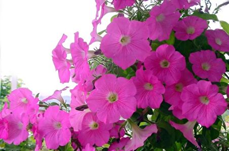 PEMBE SABAH SEFASI* 10+ TOHUM