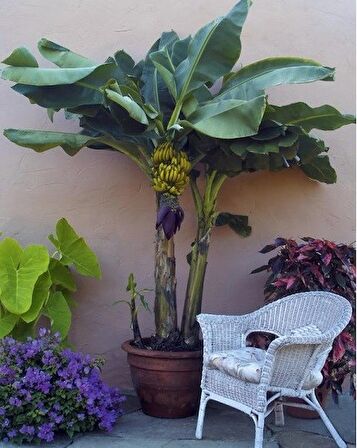 MUZ TOHUMU (Musa icecream banana)