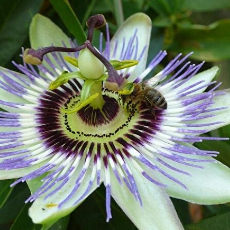 Meyveli passiflora edulis 5 adet tohum