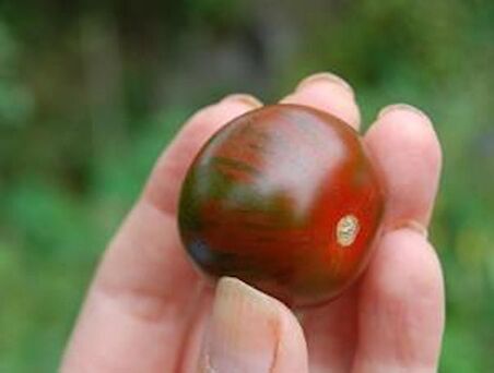 LEOPAR CHERRY DOMATES TOHUMU