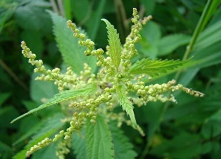 ISIRGAN OTU TOHUMU(Urtica dioica)
