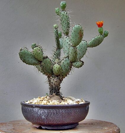Hint inciri tohumu(Opuntia bonsai)(SAKSILI SET)